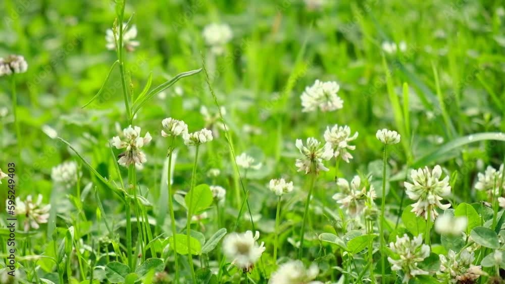Trifolium pratense. White clover flowers in the meadow. Flowered clover and Poa annua, annual meadow green grass on the lawn in summer sunlight sunshine. Blossoming. Honey bee, Flowering trefoil field Trifolium pratense. White clover flowers in the meadow. Flowered clover and Poa annua, annual meadow green grass on the lawn in summer sunlight sunshine. Blossoming. Honey bee, Flowering trefoil field