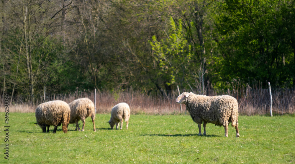 Sheep grazing in a meadow Sheep grazing in a meadow