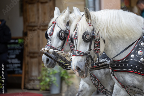 Horse carriages on main square of Krakow city, Poland photo