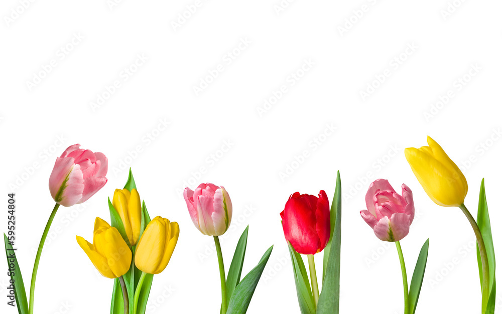 Spring flowers. Multicolored tulips isolated on a white background. Spring background. Space for copying. Collection.
Spring flowers. Multicolored tulips isolated on a white background. Spring background. Space for copying. Collection.