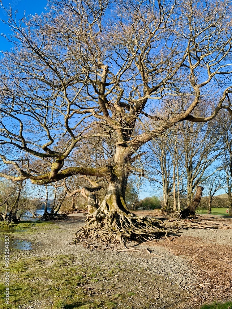 large old tree with twisted branches and roots exposed large old tree with twisted branches and roots exposed