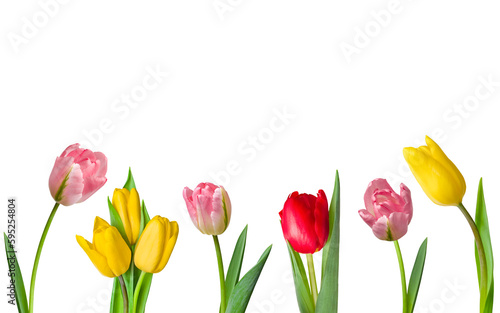 Spring flowers. Multicolored tulips isolated on a white background. Spring background. Space for copying. Collection. 