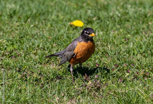 American robin bird perched on the green grass.