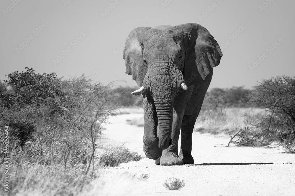 Obraz premium Solitary African elephant strides across a sun-drenched savanna.