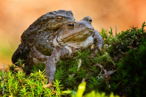 Closeup shot of a pair of European toads mating.