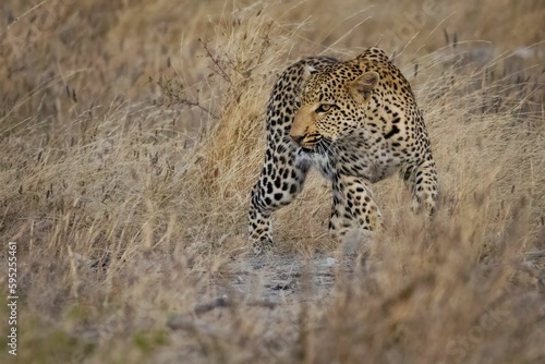 Adult leopard is seen strolling through a field of dry  golden grass.