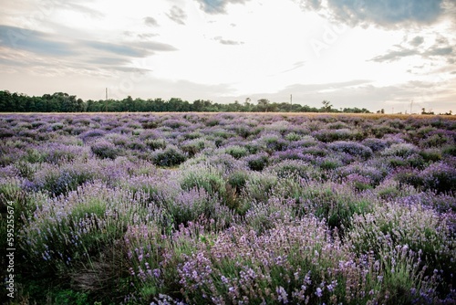 Vibrant landscape featuring a cluster of lavender bushes on top of a verdant field