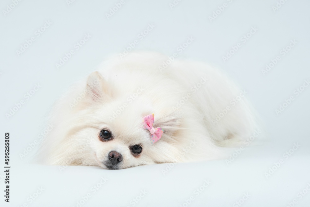 Adorable Spitz dog wearing a decorative bow lying on white surface and looking at the camera