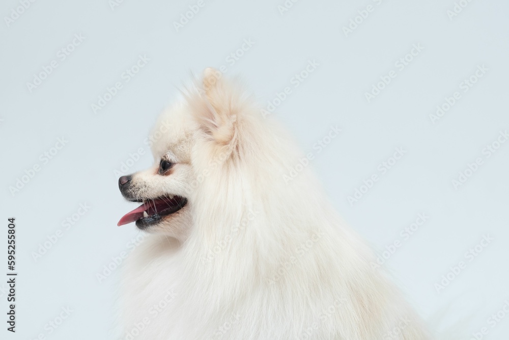 White Spitz stands in front of a white wall, looking aside