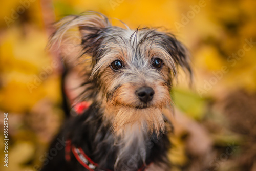 Black dog mestizo yorkshire terrier and toy terrier among autumn leaves. © Вероника Преображенс