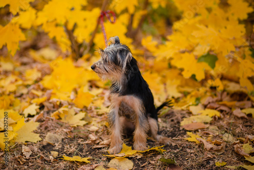 Black dog mestizo yorkshire terrier and toy terrier among autumn leaves. © Вероника Преображенс