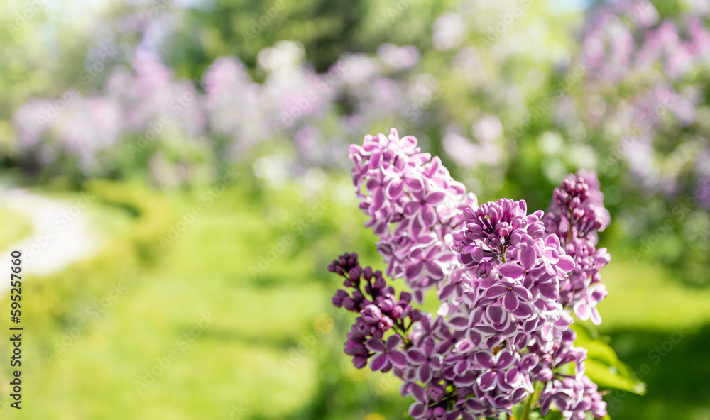 Obraz premium Blurred natural blooming garden image with pink lilac tree flowers on foreground. Selective focus.