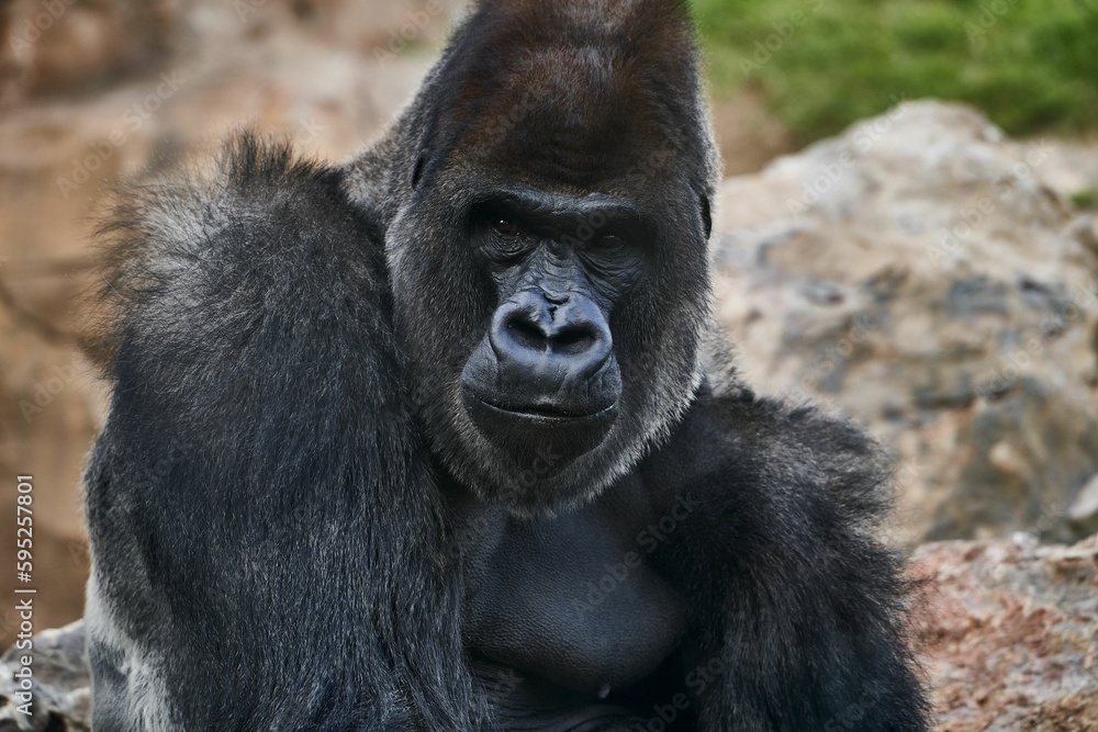Large, adult gorilla perched atop a cluster of rocky outcroppings looking at the camera