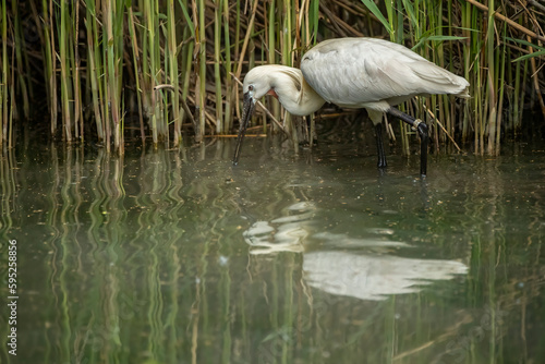 Eurasian spoonbill