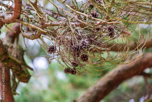 branches of a willow photo