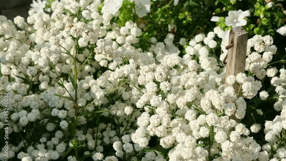 White flowers of Achillea ptarmica, The Pearl. Blooming Double Diamond Close up. Nature, springtime concept. Flower gardening. The sneezewort, sneezeweed, bastard pellitory, fair-maid-of-France. White flowers of Achillea ptarmica, The Pearl. Blooming Double Diamond Close up. Nature, springtime concept. Flower gardening. The sneezewort, sneezeweed, bastard pellitory, fair-maid-of-France.