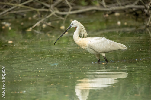 Eurasian spoonbill