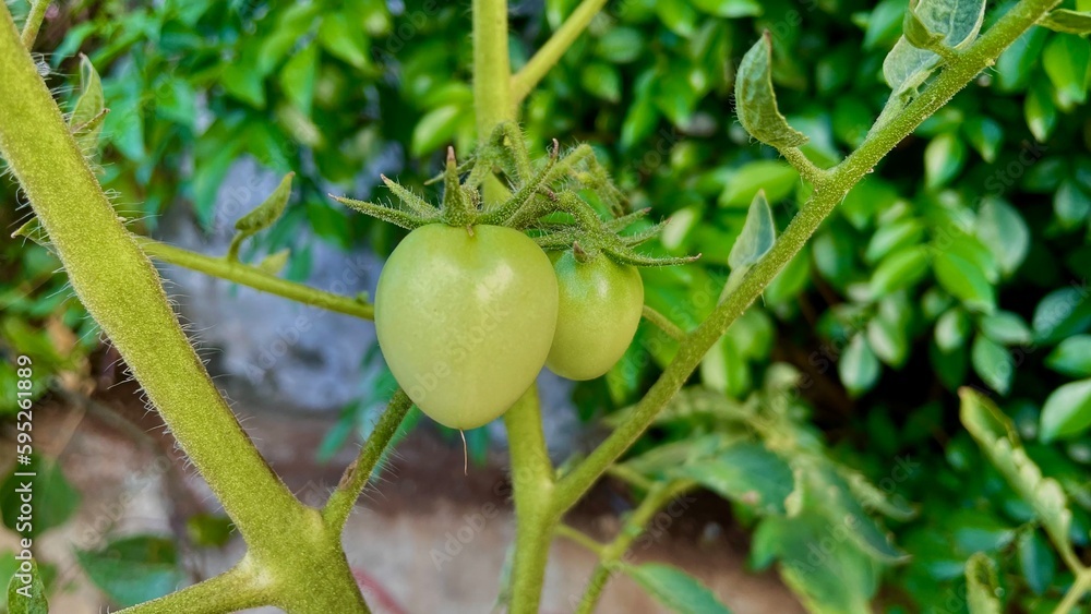 Fototapeta premium green tomatoes hanging on its tree branch in tropical garden