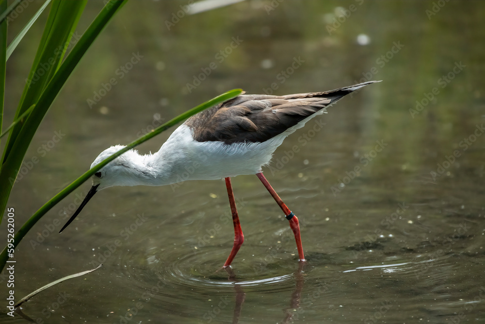Black-winged stilt Black-winged stilt