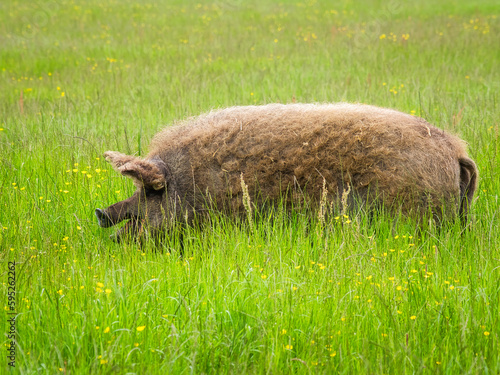Mangalica Pig Enjoying the Summer Grass