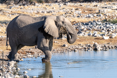 Telephoto shot of one African Elephant -Loxodonta Africana- drinking from a waterhole in Etosha National Park, Namibia.