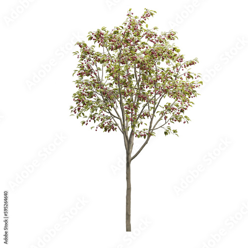 pple tree on transparent background, for illustration, digital composition