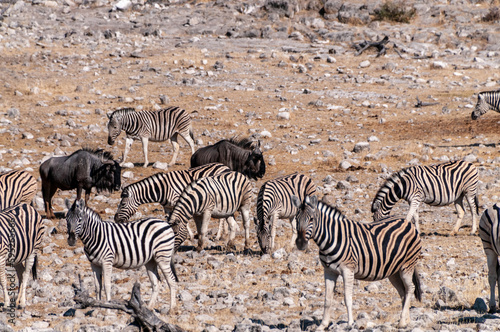 A group of Burchell's Plains zebra -Equus quagga burchelli- gathering near a waterhole on the plains of Etosha National Park, Namibia.