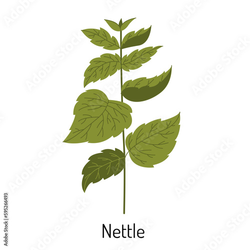 Vector illustration of nettle grass or mint in a flat style isolated on a white background. Medical herbs and medicinal plants.