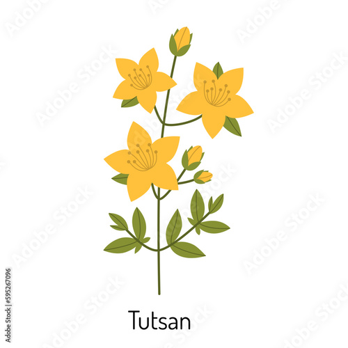 St. John's wort, a medicinal herb flower. A botanical plant. Medical and medicinal herbs. Vector illustration isolated on a white background