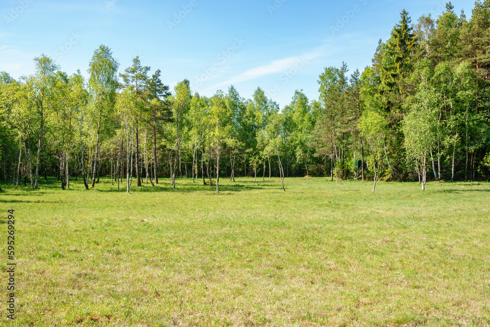 Birch grove on a grass meadow