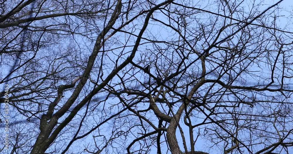 Black crows flying and sitting on tree branches in early spring, wildlife with wild black birds on the treetops Black crows flying and sitting on tree branches in early spring, wildlife with wild black birds on the treetops