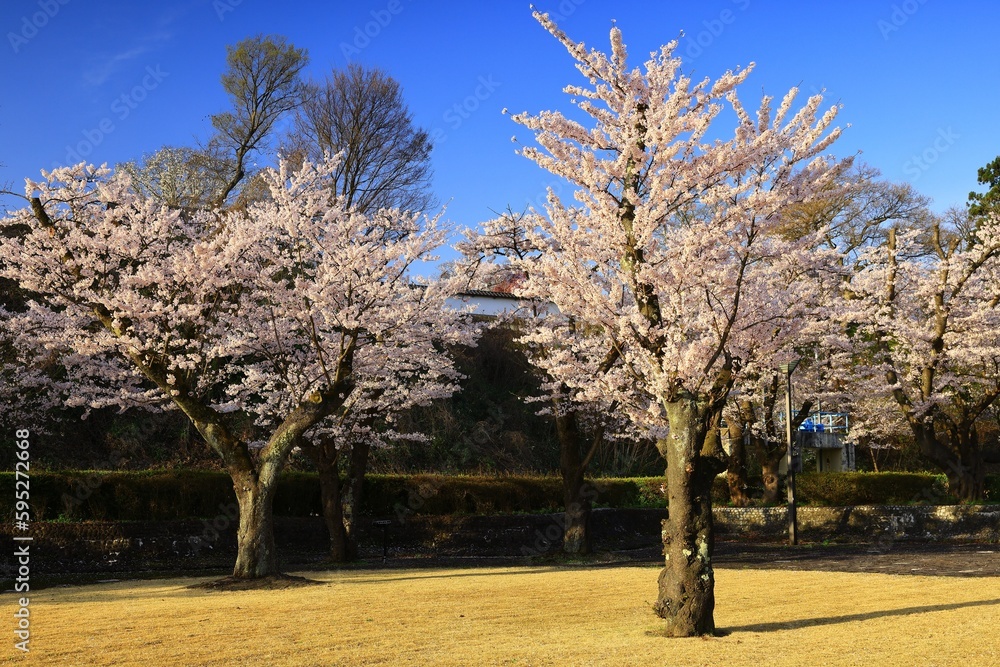 Fototapeta premium 青空と満開の桜