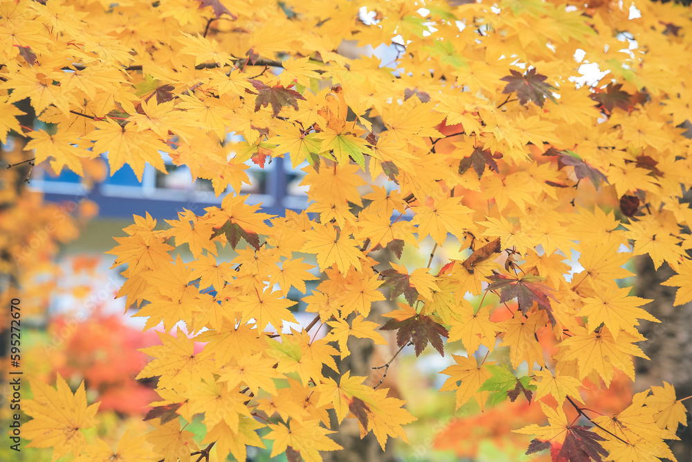 an autumn landscape at Shinhodaka Ropeway, japan 31 Oct 2013 an autumn landscape at Shinhodaka Ropeway, japan 31 Oct 2013