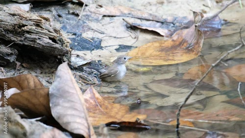  birds bathing high resolution unedited vedio taken from satchori forest, sylhet bangladesh photo