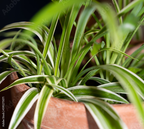 plante verte vue de pr  s avec d  tails des feuilles dans un pot
