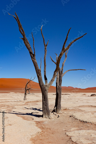 Famous Dead vlei with dead trees in dry salt lake  desert landscape of Namib at Sossusvlei  Namib-Naukluft National Park  Namibia
