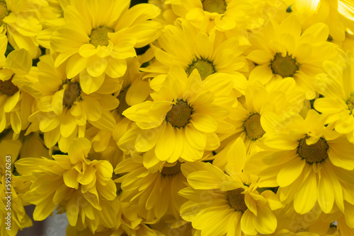 Yellow chrysanthemum flowers. Flower close-up. Floral flowers background.