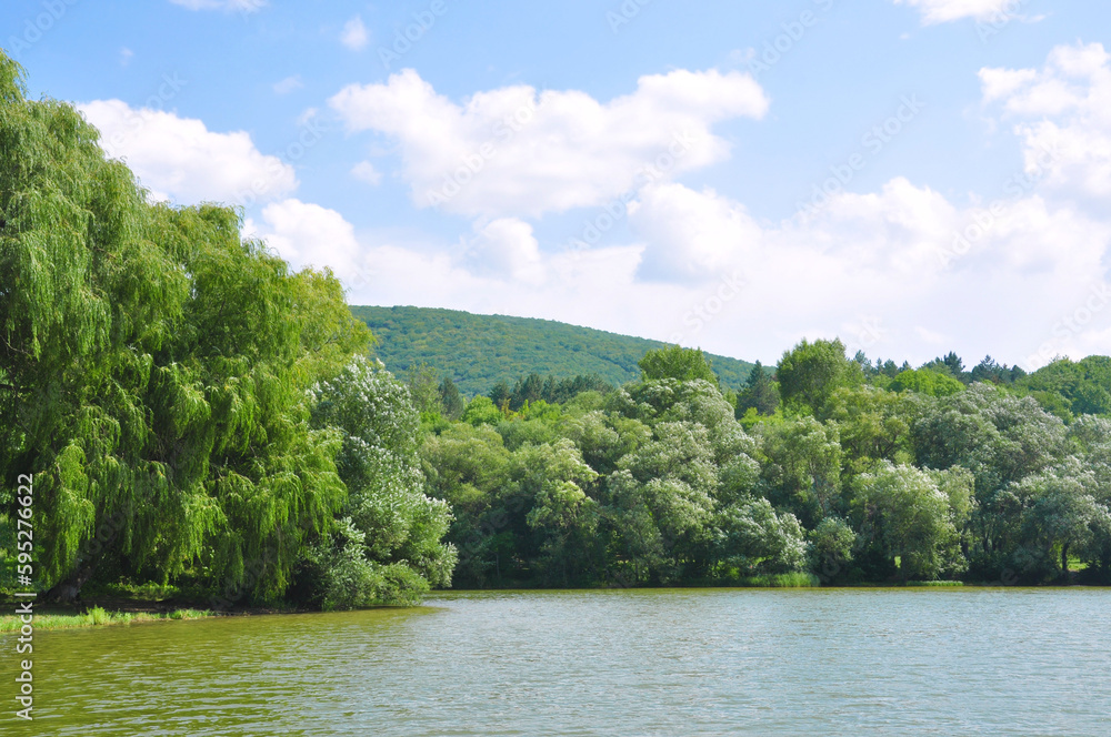 Lake in the forest with beautiful willows and different trees on a summer sunny day