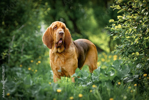 A brown bloodhound stands among the greenery in a park on a summer day