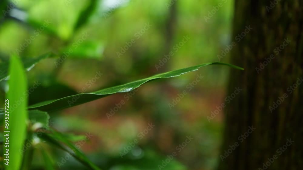 Leaves wet with water in a rainy forest Leaves wet with water in a rainy forest