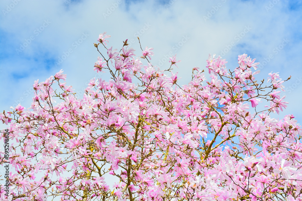 Blossoming flowers of pink magnolia on blue and white sky background Blossoming flowers of pink magnolia on blue and white sky background