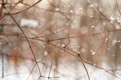 Twigs of trees with ice in winter