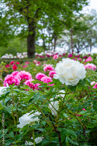 White peony flowers blooming in the garden.