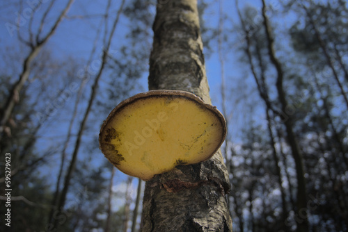 Fototapeta Naklejka Na Ścianę i Meble -  Grzyb huba na pniu drzewa