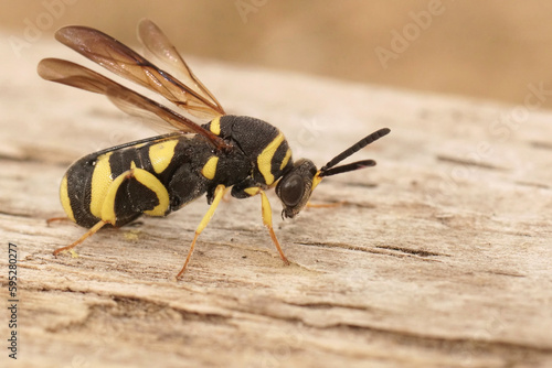 Closeup on a colorful yellow black parasitic wasp, Leucospis dorsigera which parasites solitary bees © Henk