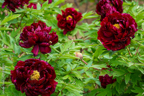 Fototapeta Naklejka Na Ścianę i Meble -  Dark red peony flowers blooming in the garden.