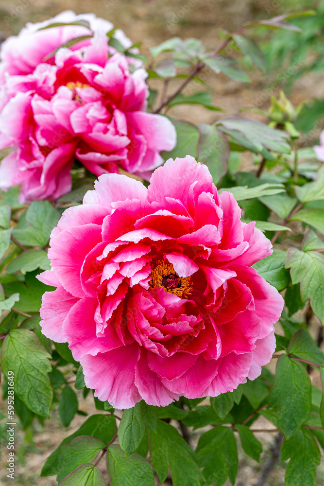 Pink gradient color button flower in the garden. Pink gradient color button flower in the garden.