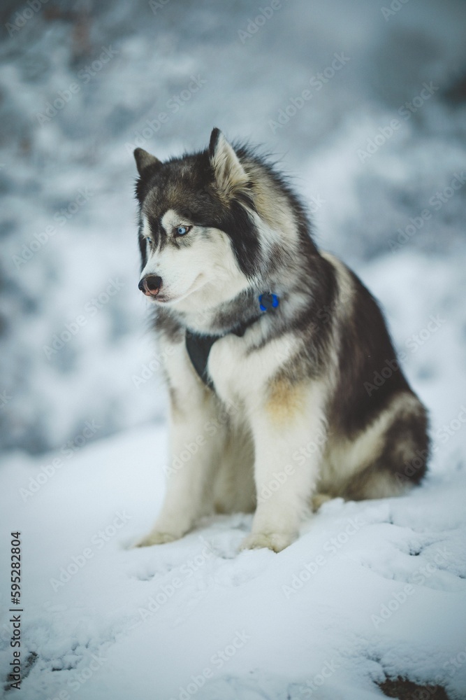 Majestic siberian husky perched on a snowy landscape looking aside