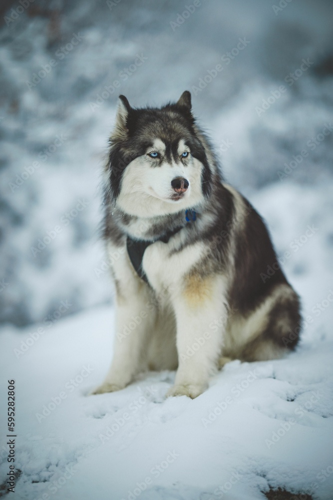 Majestic siberian husky perched on a snowy landscape looking aside