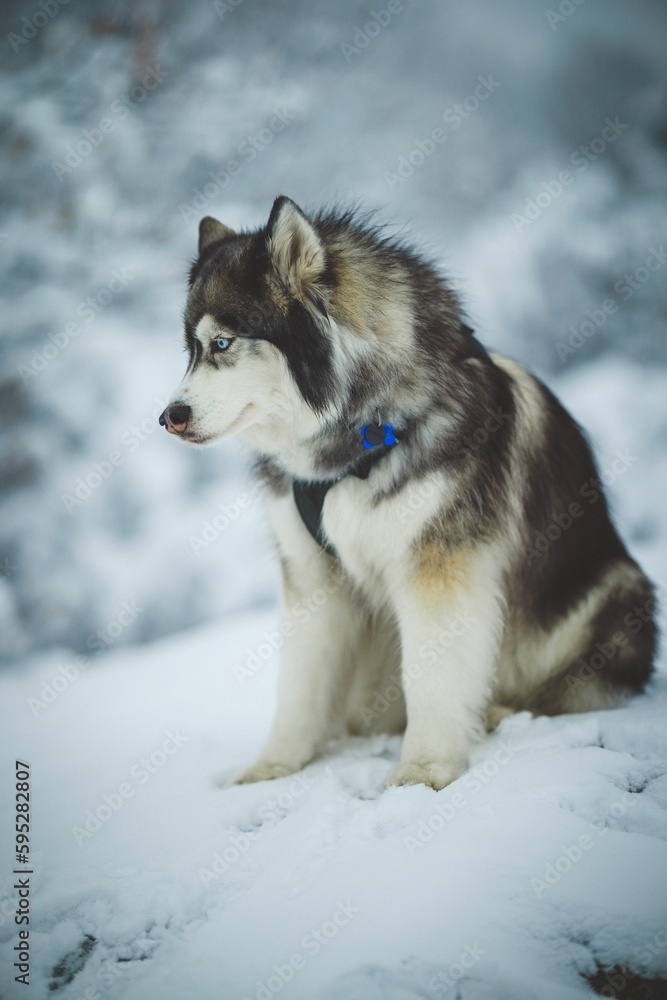 Majestic siberian husky perched on a snowy landscape looking aside Majestic siberian husky perched on a snowy landscape looking aside